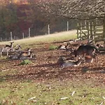Ξενοδοχείο Waldhotel Forsthaus Remstecken 3*