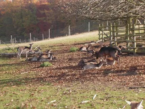 호텔 Waldhotel Forsthaus Remstecken 3*